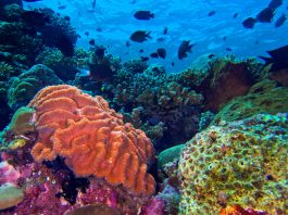 El cambio climático y las olas de calor marinas amenazân al 44 % de las especies de arrecifes de coral