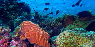El cambio climático y las olas de calor marinas amenazân al 44 % de las especies de arrecifes de coral