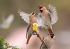 Las corrientes atmosféricas permiten a las aves volar con menor gasto energético que la natación