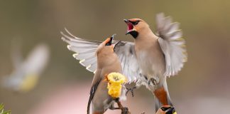 Las corrientes atmosféricas permiten a las aves volar con menor gasto energético que la natación