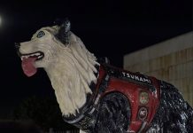 Inauguran en Barquisimeto la estatua en honor a Tsunami, el perro rescatista de La Guaira (+ Fotos)