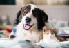 Especialistas adviertën que perros y gatos también pueden sufrïr de diabetes mellitus y explican los signos de alertâ