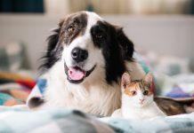 Especialistas adviertën que perros y gatos también pueden sufrïr de diabetes mellitus y explican los signos de alertâ