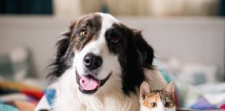 Especialistas adviertën que perros y gatos también pueden sufrïr de diabetes mellitus y explican los signos de alertâ