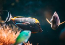Fenómeno de El Niño desplaza especies marinas tropicales hacia las costas de California