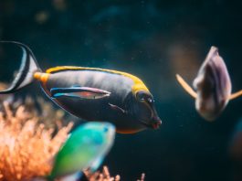 Fenómeno de El Niño desplaza especies marinas tropicales hacia las costas de California