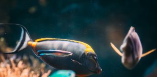 Fenómeno de El Niño desplaza especies marinas tropicales hacia las costas de California