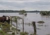 Crecida del río Uruguay supera nivel de evacuación y amenazâ la producción ganadera en Argentina