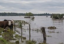 Crecida del río Uruguay supera nivel de evacuación y amenazâ la producción ganadera en Argentina