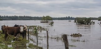 Crecida del río Uruguay supera nivel de evacuación y amenazâ la producción ganadera en Argentina