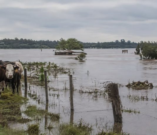 Crecida del río Uruguay supera nivel de evacuación y amenazâ la producción ganadera en Argentina