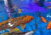 El fascinante motivo por el que cientos de peces koi gigantes nadan por los canales de drenaje en Japón