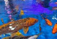 El fascinante motivo por el que cientos de peces koi gigantes nadan por los canales de drenaje en Japón