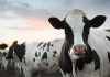 Ganaderos en Argentina inician evacuación masiva de cien mil vacas ante el avance del fenómeno El Niño