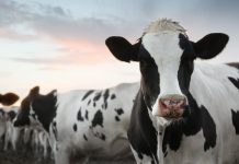 Ganaderos en Argentina inician evacuación masiva de cien mil vacas ante el avance del fenómeno El Niño