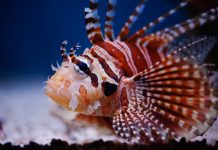 Florida rompê récord histórico tras eliminar más de 36 mil peces león en una masiva cruzada conträ la especie invasorâ