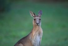 Una tripulación de pesqueros rescata a un canguro exhausto que nadaba a tres kilómetros de la costa en Australia