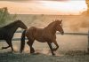 La razón científica por la que los caballos sufrên lesionës mortalês durante las tormentâs eléctricas aunque el rayo no los alcance directamente