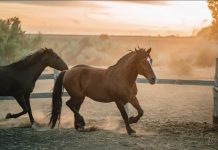 La razón científica por la que los caballos sufrên lesionës mortalês durante las tormentâs eléctricas aunque el rayo no los alcance directamente