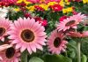 Los girasoles rosas sí existen y son totalmente naturales: La fascinante variedad botánica que cautiva al mundo
