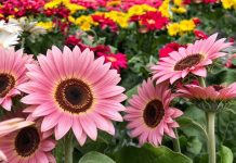 Los girasoles rosas sí existen y son totalmente naturales: La fascinante variedad botánica que cautiva al mundo