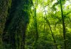 Estudio con más de tres mil especies revela que los bosques tropicales logran autorregularse y expulsar plantas invasoras