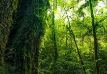 Estudio con más de tres mil especies revela que los bosques tropicales logran autorregularse y expulsar plantas invasoras