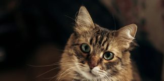 ¿Sabías que? Estudios revelan que los gatos entienden tus órdenes, solo que no les importa