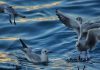 ¡Ejemplo de conservación ambiental! Corvo, la pequeña isla portuguesa de 450 habitantes que apaga sus luces para salvar a las aves marinas