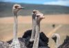 ¡Hito histórico para la vida silvestre! Liberan en el desierto a ocho avestruces de una especie que no se veía desde 1955