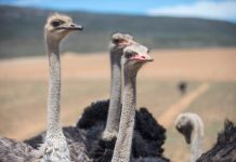 ¡Hito histórico para la vida silvestre! Liberan en el desierto a ocho avestruces de una especie que no se veía desde 1955