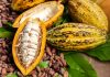 Delcy Rodríguez rinde homenaje a los cacaocultores en el Día Nacional del Cacao Venezolano