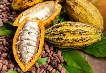 Delcy Rodríguez rinde homenaje a los cacaocultores en el Día Nacional del Cacao Venezolano