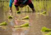 Cambio climático permite el inédito cultivo de arroz en los Países Bajos como respuesta a la subida de las temperaturas en Europa