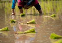 Cambio climático permite el inédito cultivo de arroz en los Países Bajos como respuesta a la subida de las temperaturas en Europa