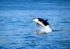 Lanzan un catálogo digital abierto para identificar clanes de orcas mediante sus vocalizaciones
