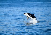 Lanzan un catálogo digital abierto para identificar clanes de orcas mediante sus vocalizaciones