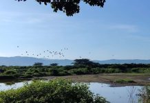 Venezuela ratifica su quinto lugar mundial en diversidad de aves en el October Big Day 2026