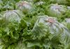 Técnica de ingeniería genética en cloroplastos permite a plantas de lechuga sintetizar la proteína responsable del sabor a carne
