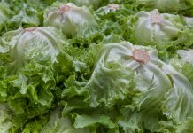 Técnica de ingeniería genética en cloroplastos permite a plantas de lechuga sintetizar la proteína responsable del sabor a carne