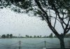 Intensas precipitaciones por el fenómeno El Niño dejan más de 22.000 afectadös y grâves dañös en Ecuador