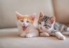 La convivencia con gatos ayuda a reducir el estrés pero exige tenencia responsable, según estudio