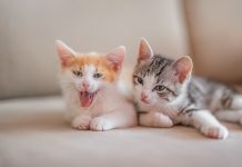 La convivencia con gatos ayuda a reducir el estrés pero exige tenencia responsable, según estudio