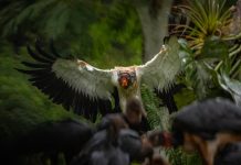 Por qué los animales con mayor riesgö de extinción no siempre encuentran espacio de resguardo en los zoológicos tradicionales