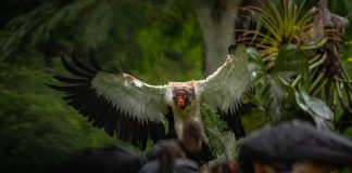 Por qué los animales con mayor riesgö de extinción no siempre encuentran espacio de resguardo en los zoológicos tradicionales