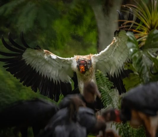 Por qué los animales con mayor riesgö de extinción no siempre encuentran espacio de resguardo en los zoológicos tradicionales