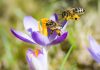 Estudio revela un retroceso sostenido en las poblaciones de abejas silvestres en Europa tras un siglo de registros