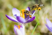 Estudio revela un retroceso sostenido en las poblaciones de abejas silvestres en Europa tras un siglo de registros