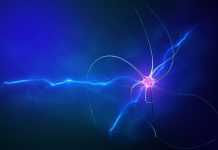 Científicos descubren que las neuronas individuales realizan cálculos complejos para tomar decisiones