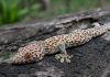 Descubren que la microtextura de la piel del gecko reduce hasta tres veces la pérdida de agua